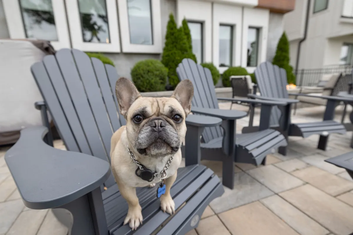 A playful French bulldog lounges in a landscaped backyard with adirondack chairs, conveying a casual, pet-friendly vibe. The scene is sunlit and welcoming, suggesting both human and furry guests can unwind outdoors.
